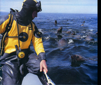 filming sealions canada